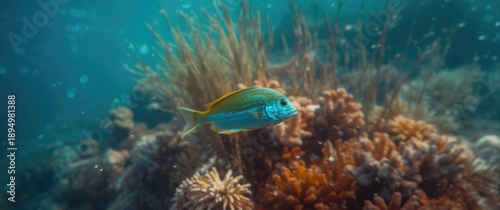 Chromis vanderbilti: The Bl...