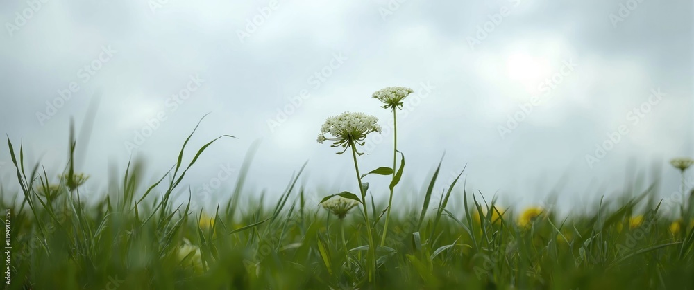 Fototapeta premium The white-flowered Daucus carota, part of the Apiaceae family, is native to temperate regions of Europe and southwest Asia, featuring a background of flowers, sky, summer, nature, spring, grass,