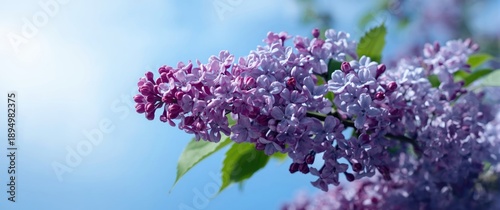 Blue sky backdrop with purp...
