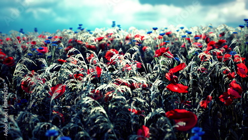 Fotografi Red poppy field beneath moody sky, dense swath of crimson blooms swaying in wind