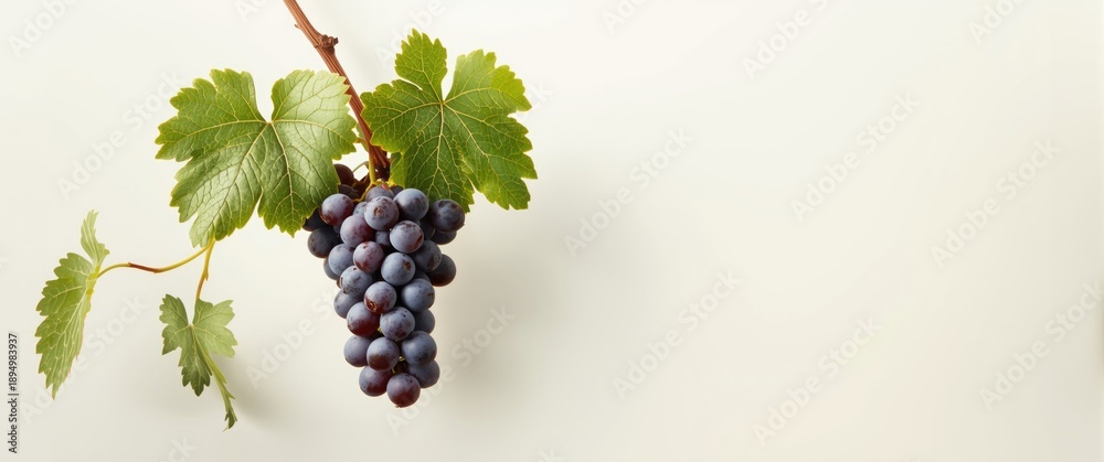 Naklejka premium White background with a fresh grape vine branch in miniature