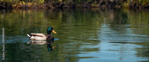 Cute Mallard bird gliding o...
