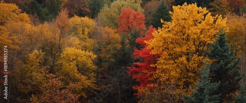 The Fall Forest: Trees and ...