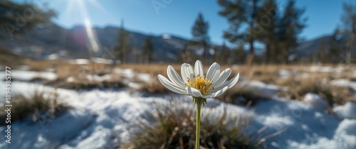 Beautiful white wild flower in snow, identified as Androsace, indigenous to Tibet, Himalayan, China