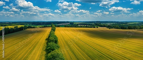 Bird's-eye view of trees di...