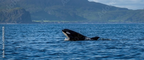 Orka, a type of Killer whal...