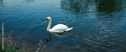 Elegant white swan swimming...