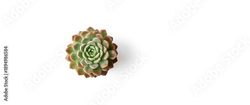 Top view of echeveria succu...