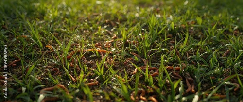 Earthworm feces in a lush l...