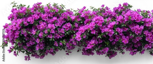 Big bougainvillea bush set ...