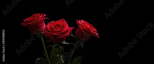 Stunning Red Roses on Dark ...