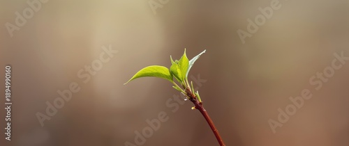 Close-up of a fresh young p...