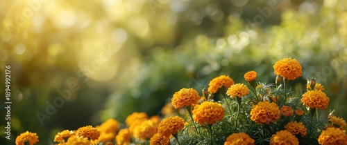 Blooming marigolds in a gar...