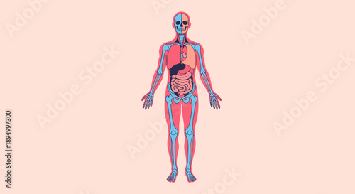 Anatomical illustration of the human body showing skeletal and internal organ systems