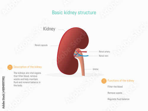 Basic kidney structure anatomy infographic