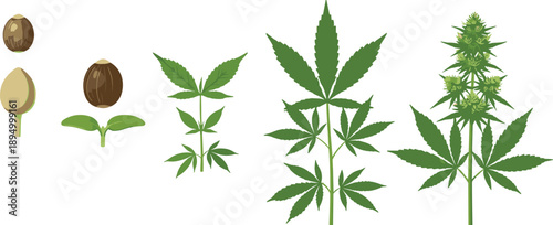 Cannabis plant growth stages from seed sprout to mature marijuana leaves botanical illustration set