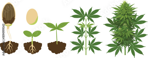 Marijuana plant development stages from seed sprout to flowering cannabis botanical illustration set