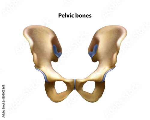 Pelvic girdle. Isolated vector illustration