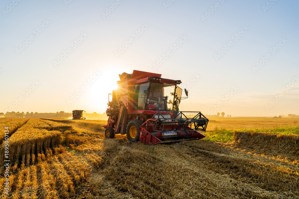 Obraz premium The combine is harvesting the wheat in the evening