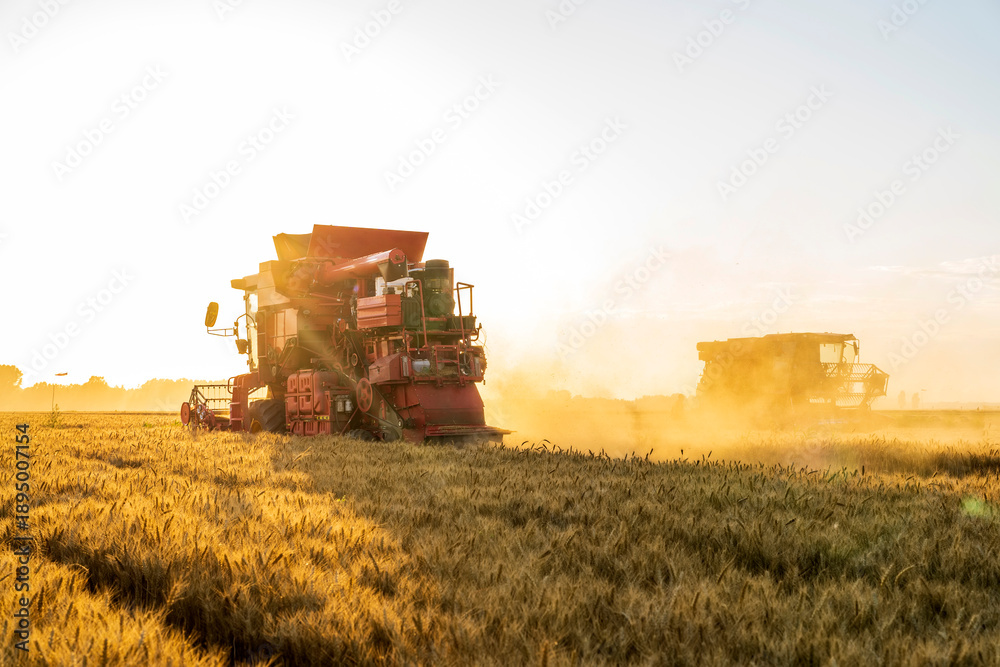 Fototapeta premium The combine is harvesting the wheat in the evening