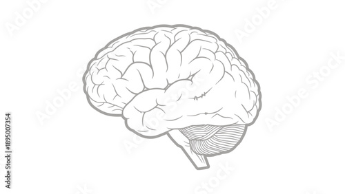 Human Brain Detailed Illustration, Neuroanatomy Graphic for Medical Education, Neuroscience Research and Cognitive Health Awareness