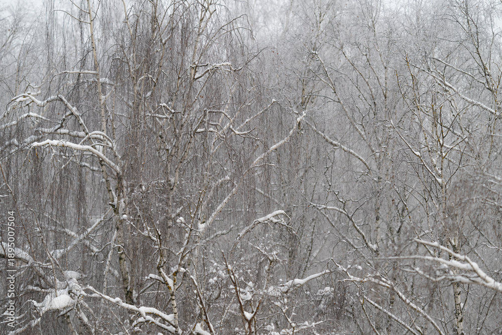 Obraz premium Snow on birch grove blurs distance into mist, layered trunks and branches receding into soft gray snowfall, atmospheric scene conveys depth, calm and winter hush across landscape