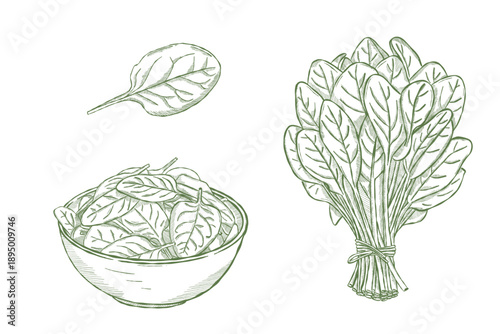 Fresh spinach leaves and bunch illustrated in vintage botanical engraving style