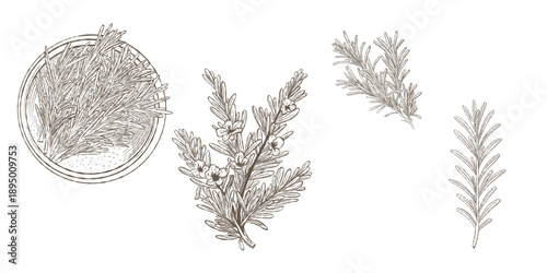 Rosemary branches with flowers in bowl illustrated in vintage botanical style