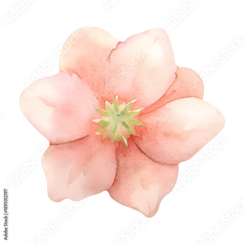 Soft pink flower illustration in watercolor style with green details  