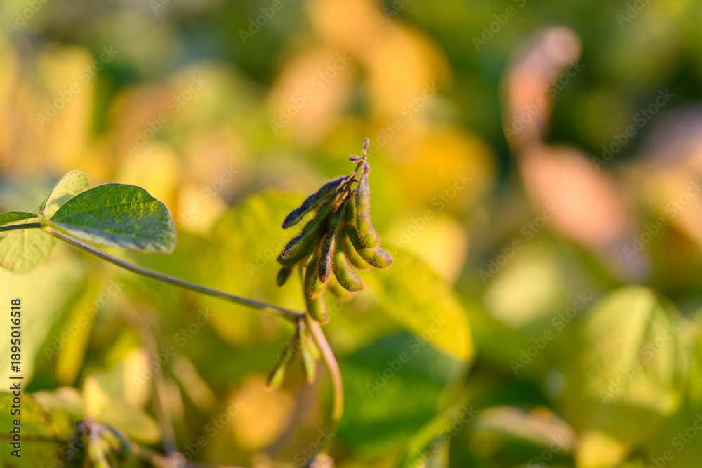 Fototapeta premium Young soybean pod hanging above canopy, tender green pods backlit with soft bokeh, intimate portrait of seed potential and botanical detail for agronomy research