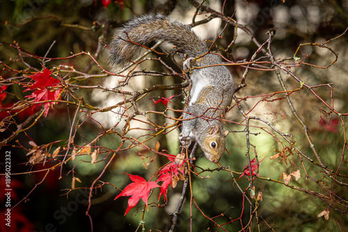 Obraz na płótnie A grey squirrel clombing in an acer tree in late autumn