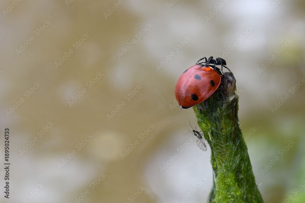 Fototapeta premium Red ladybug on a green algae in the swamp, close up