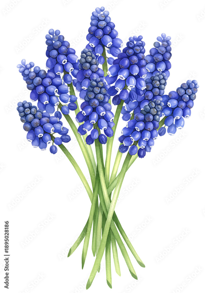 Fototapeta premium Vibrant Blue Grape Hyacinth Bouquet