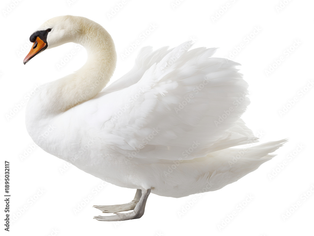Fototapeta premium White swan standing isolated on transparent background PNG cutout