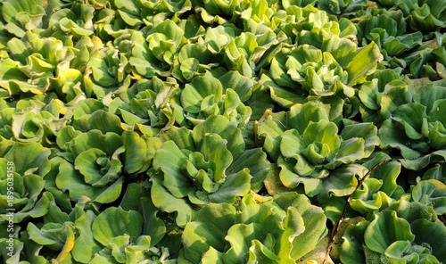 Floating aquatic plant - Pistia stratiotes. Family - Araceae. Common name- water cabbage, water lettuce, Nile cabbage, or shellflower.It may also commonly become weedy in hydrologically altered system