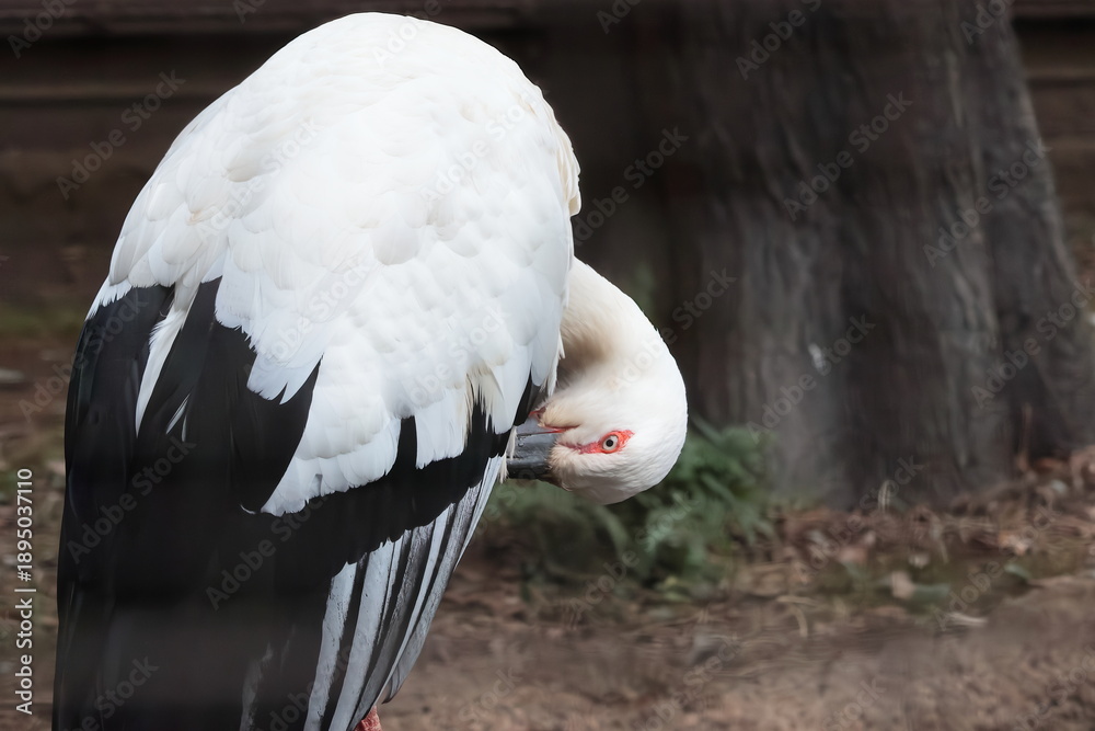 Fototapeta premium コウノトリ