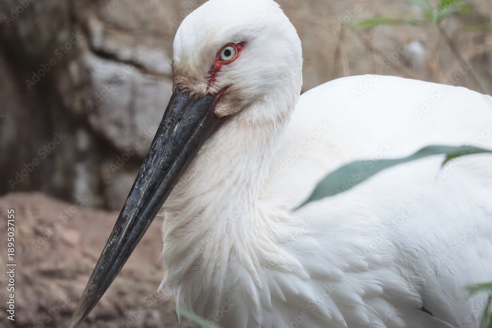 Fototapeta premium コウノトリ
