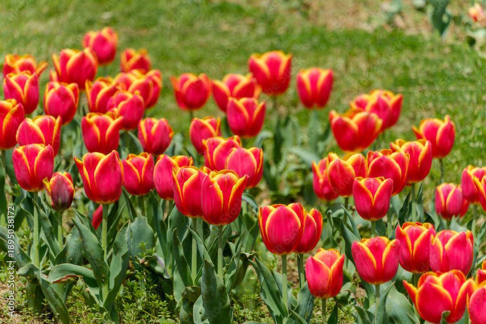 Obraz premium 公園の芝生に群生する赤と黄色のチューリップの花畑