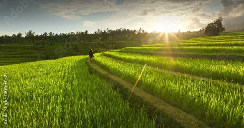 Woman walk on lush green rice paddies, exploring beautiful terrace landscape of Bali during a golden sunset, enjoy nature and peaceful moment in Ubud. Beautiful nature scene. Relax, holiday, travel