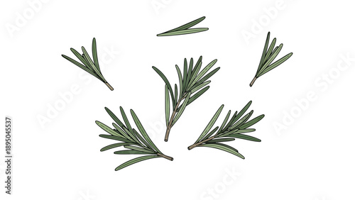 Fresh green rosemary sprigs illustration, hand-drawn on a pristine white background, capturing the vibrant essence of aromatic culinary herbs for