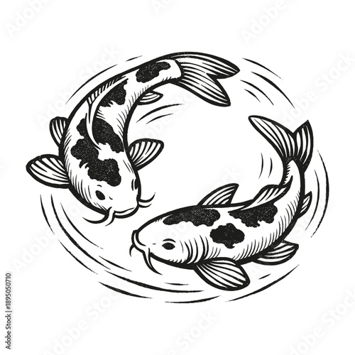 Koi fish in yin yang shape, Japanese symbol of balance, luck and harmony, vector illustration