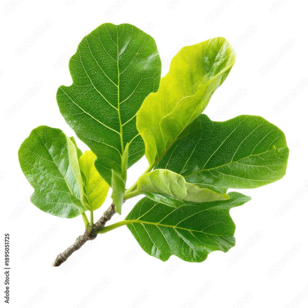 Fototapeta premium A close-up of a fig tree branch with green leaves on a black background