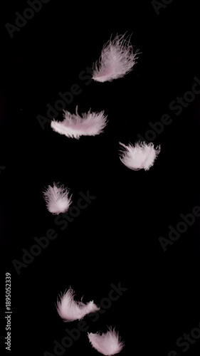 Delicate Pink Feathers Drifting Downward. Footage of soft, fluffy light pink feathers gently floating and falling in slow motion against a pure black background.