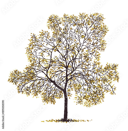 One deciduous tree in autumn, gold foliage, realistic drawing, hand drawn vector illustration isolated on white background