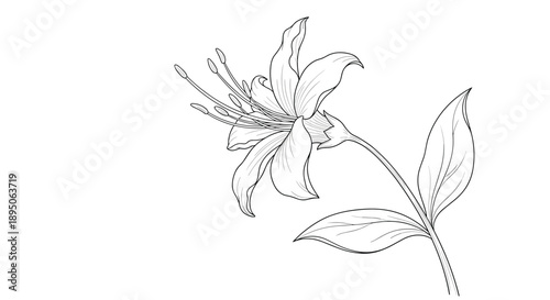 Highly detailed botanical sketch of a blooming lily flower with long stamens and elegant leaves in a classic art style for nature lovers.