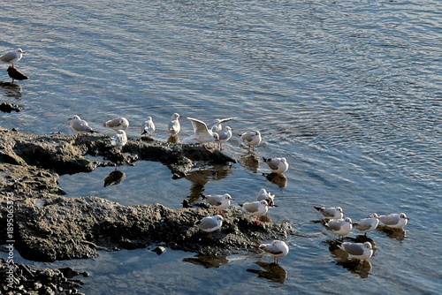 Möwen im Rhein in Basel