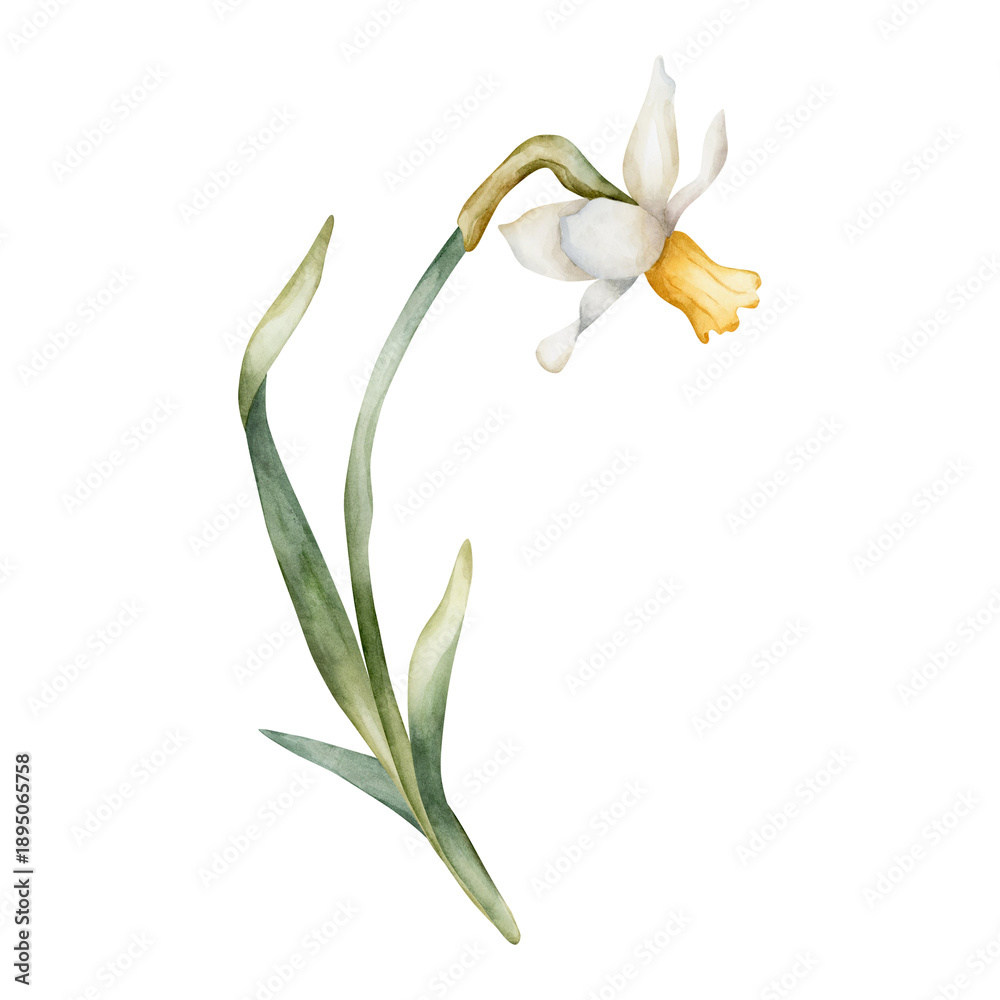 Obraz premium Daffodil Spring Bulb Flower. Watercolor hand drawn narcissus floral illustration isolated on white background for Easter Woman's day design textile fresh print card cosmetic package porcelain crockery