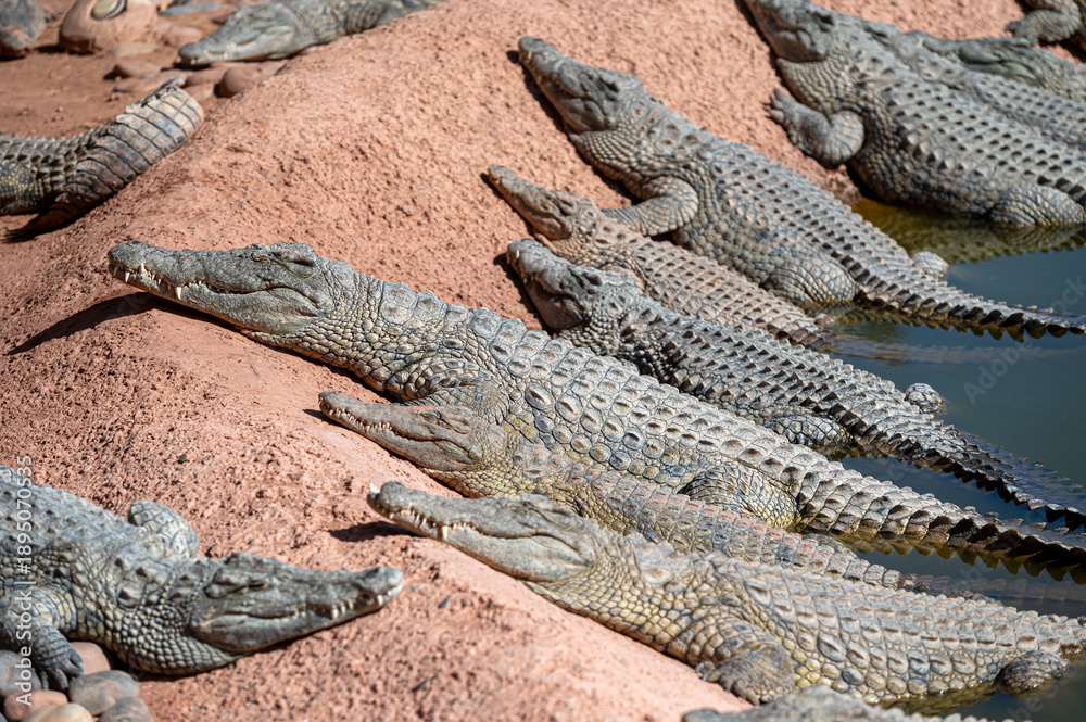 Fototapeta premium Crocodiles sunbathing on the shore in a Moroccan wildlife reserve during midday