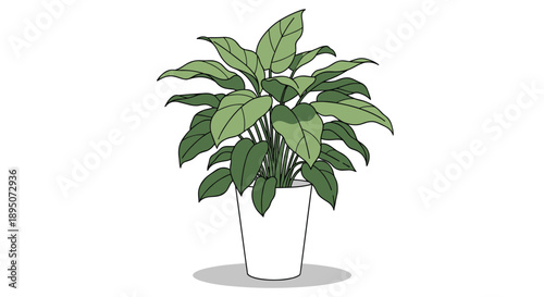 Beautiful potted houseplant with lush large green leaves in a simple white pot for interior design and home gardening product display.