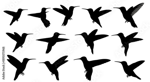 Black Hummingbird Silhouettes Vector Set Isolated on White